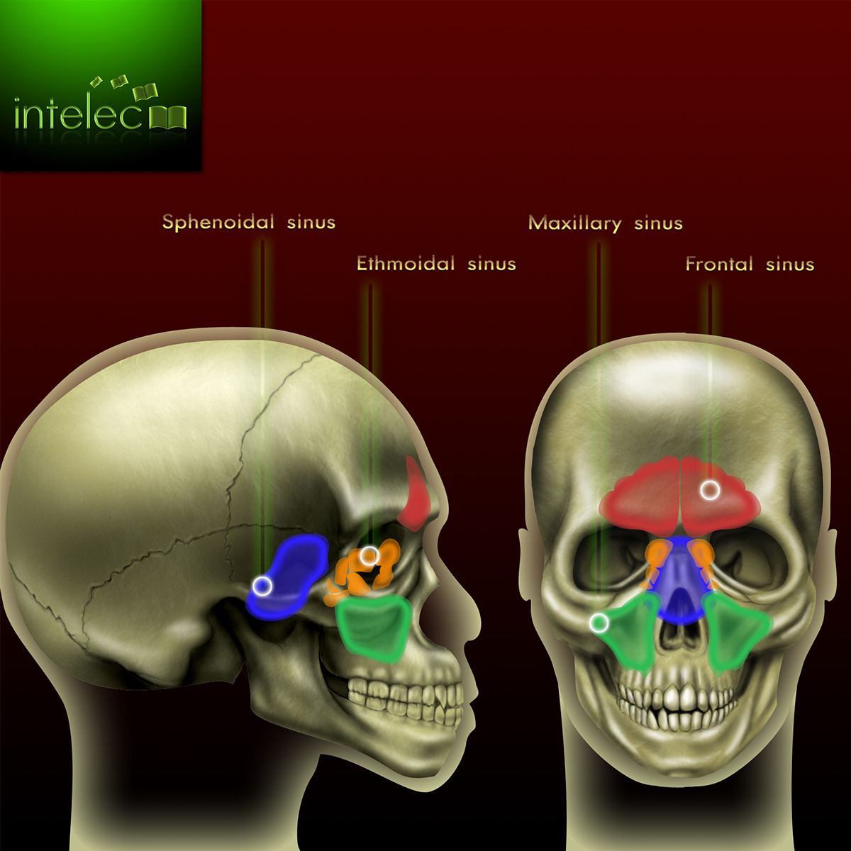 Intelec – Paranasal Sinuses – Unknown Depths